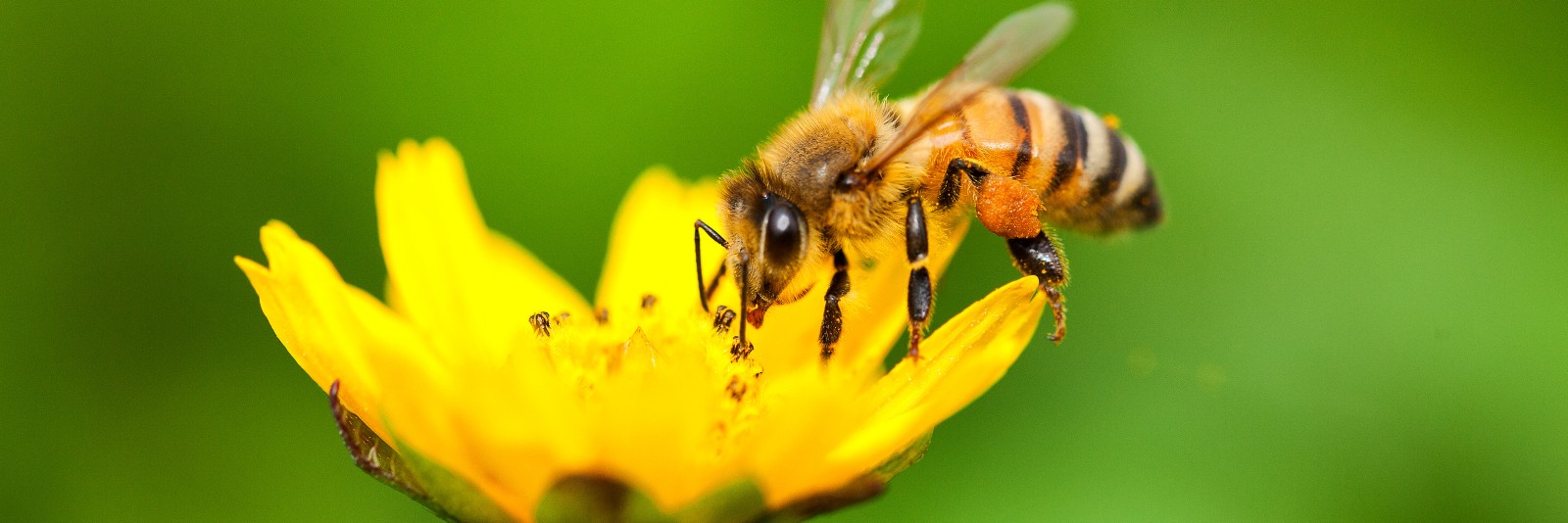 A bee landing on a flower